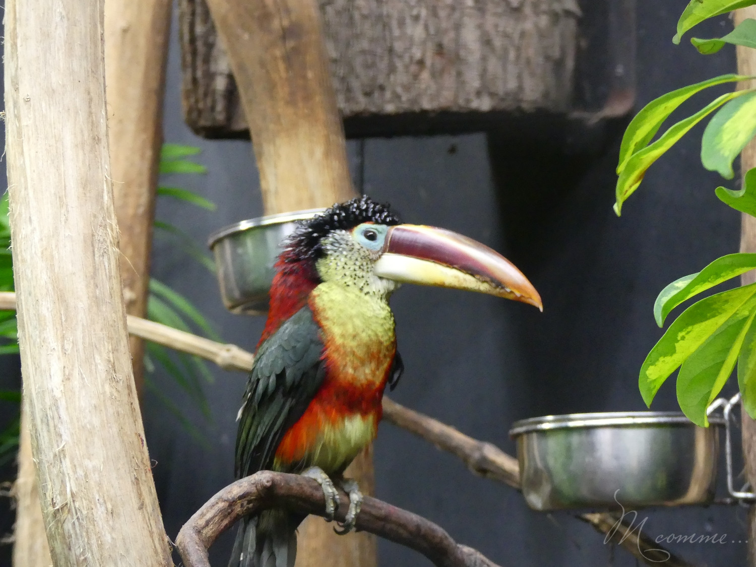 chasse aux œufs parc des oiseaux