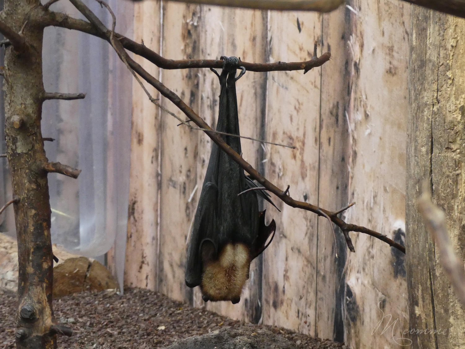 chasse aux œufs parc des oiseaux