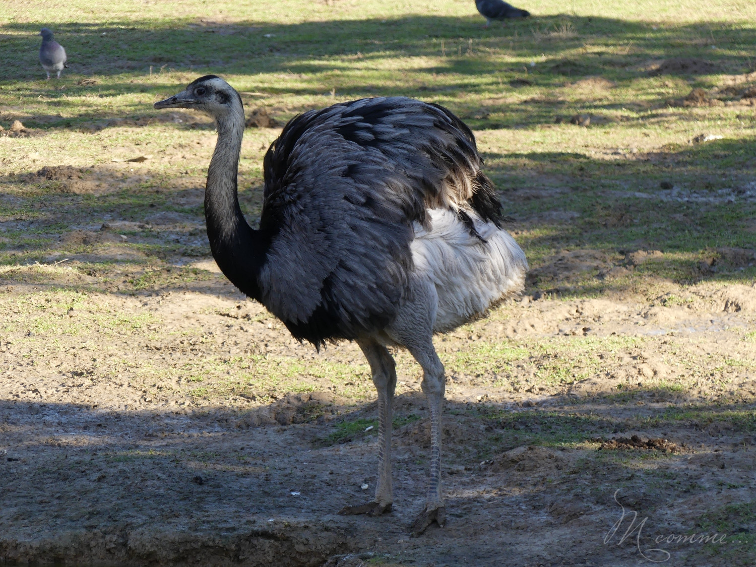 chasse aux œufs parc des oiseaux
