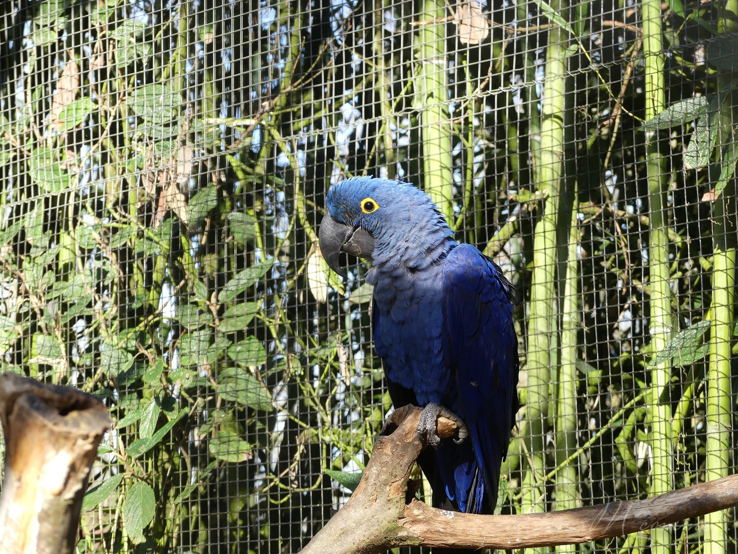 chasse aux œufs parc des oiseaux