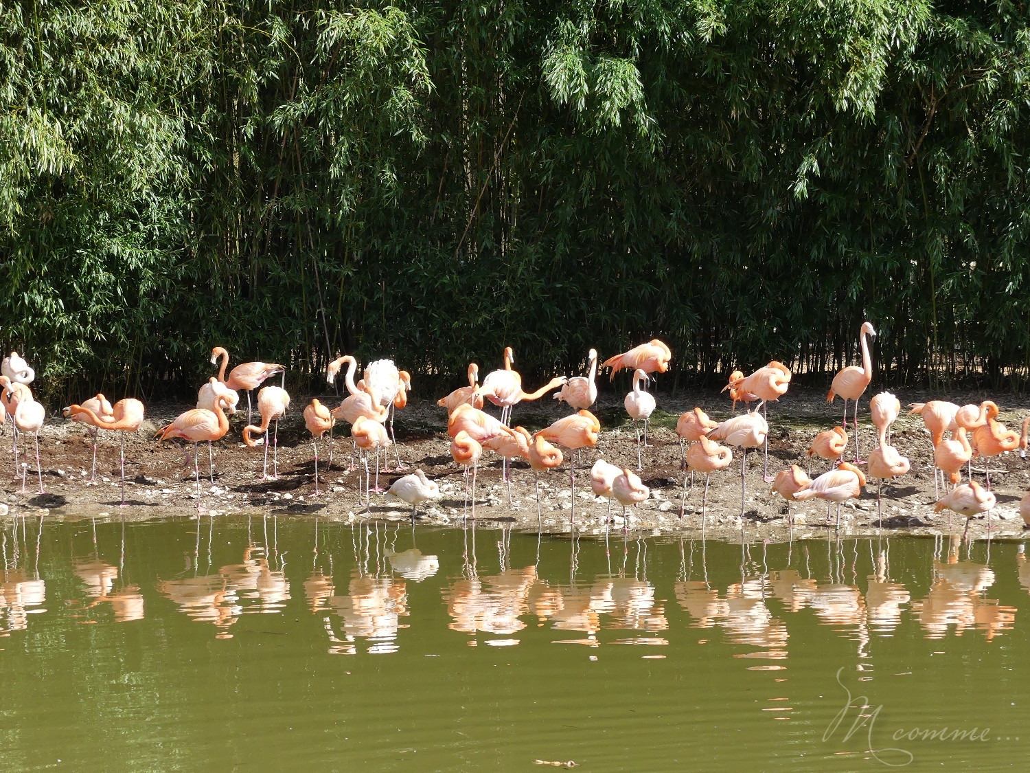 chasse aux œufs parc des oiseaux