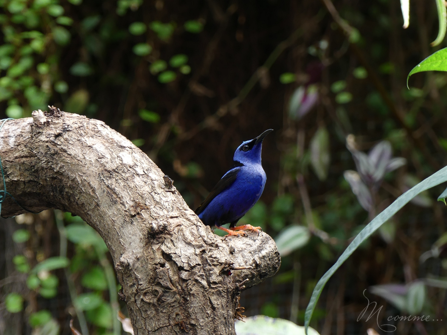 chasse aux œufs parc des oiseaux