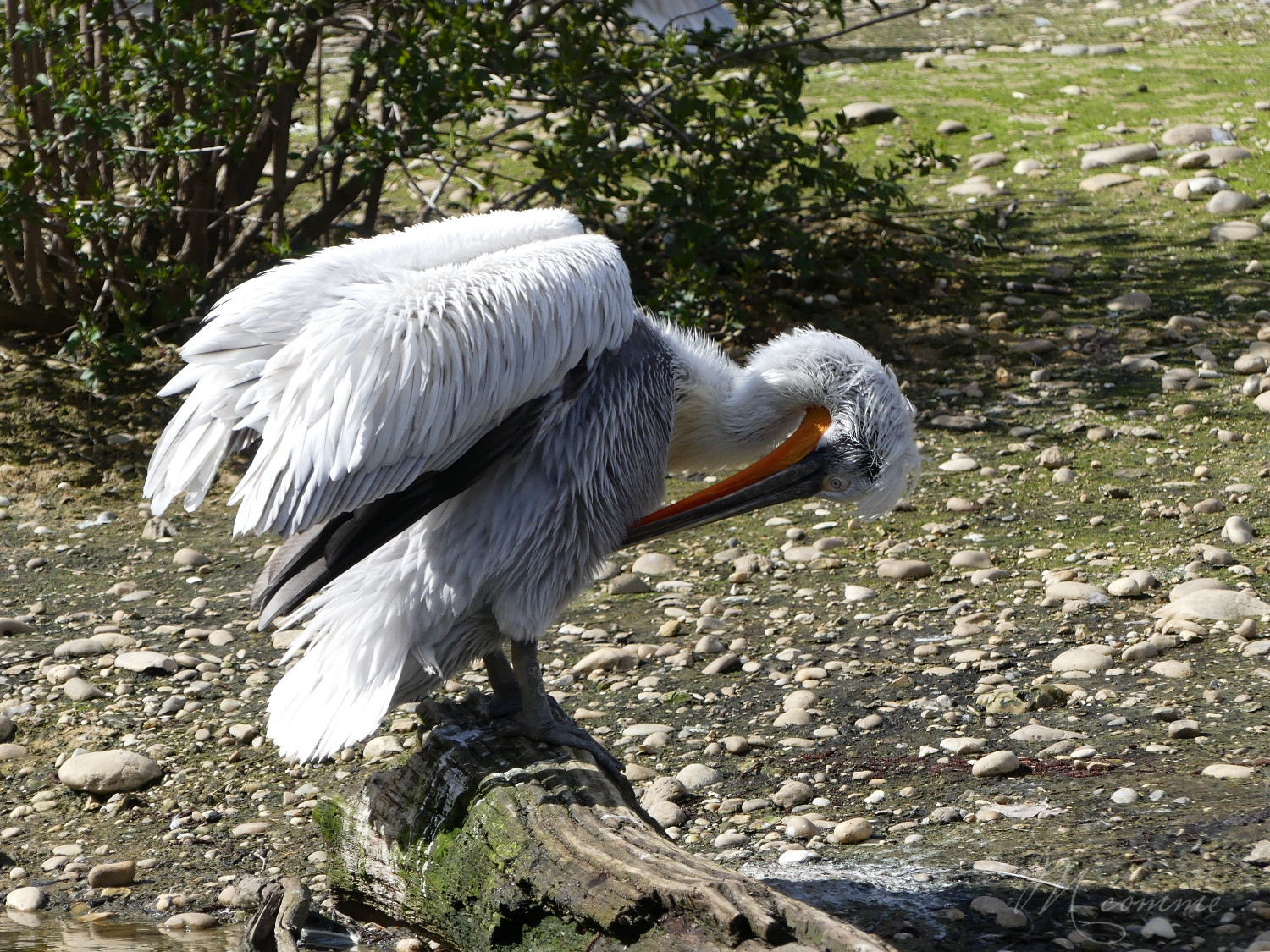 chasse aux œufs parc des oiseaux
