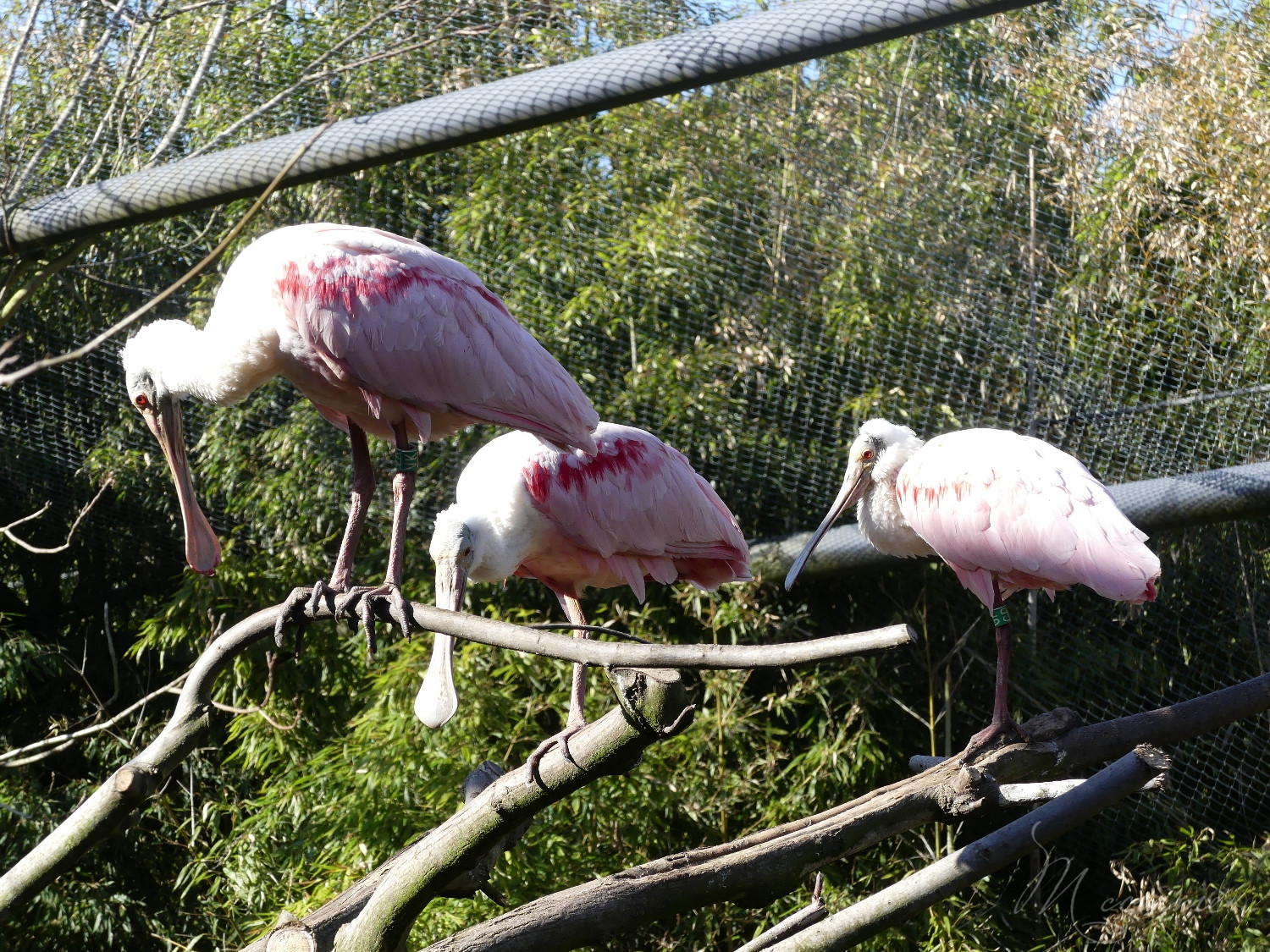 chasse aux œufs parc des oiseaux