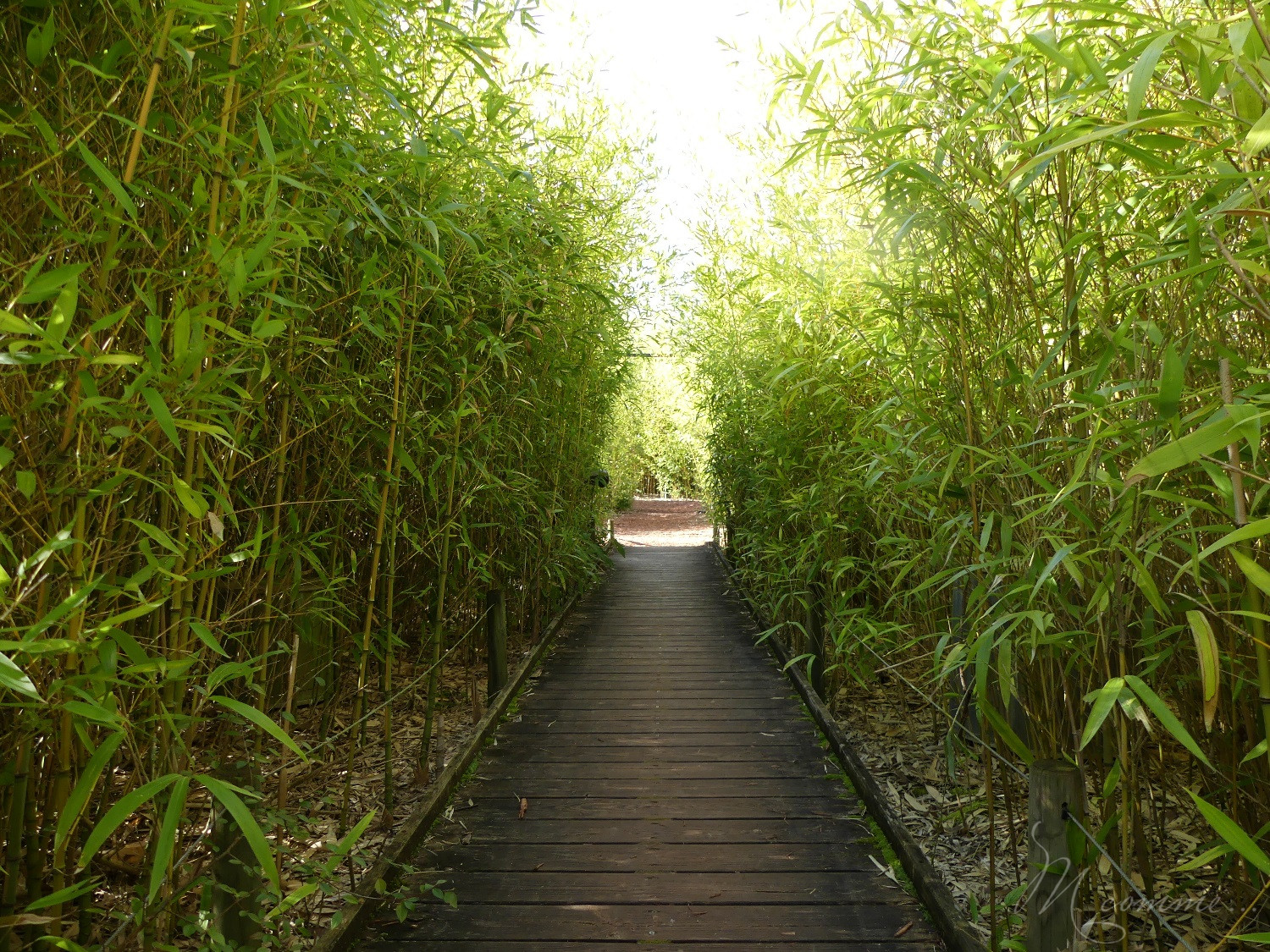 chasse aux œufs parc des oiseaux