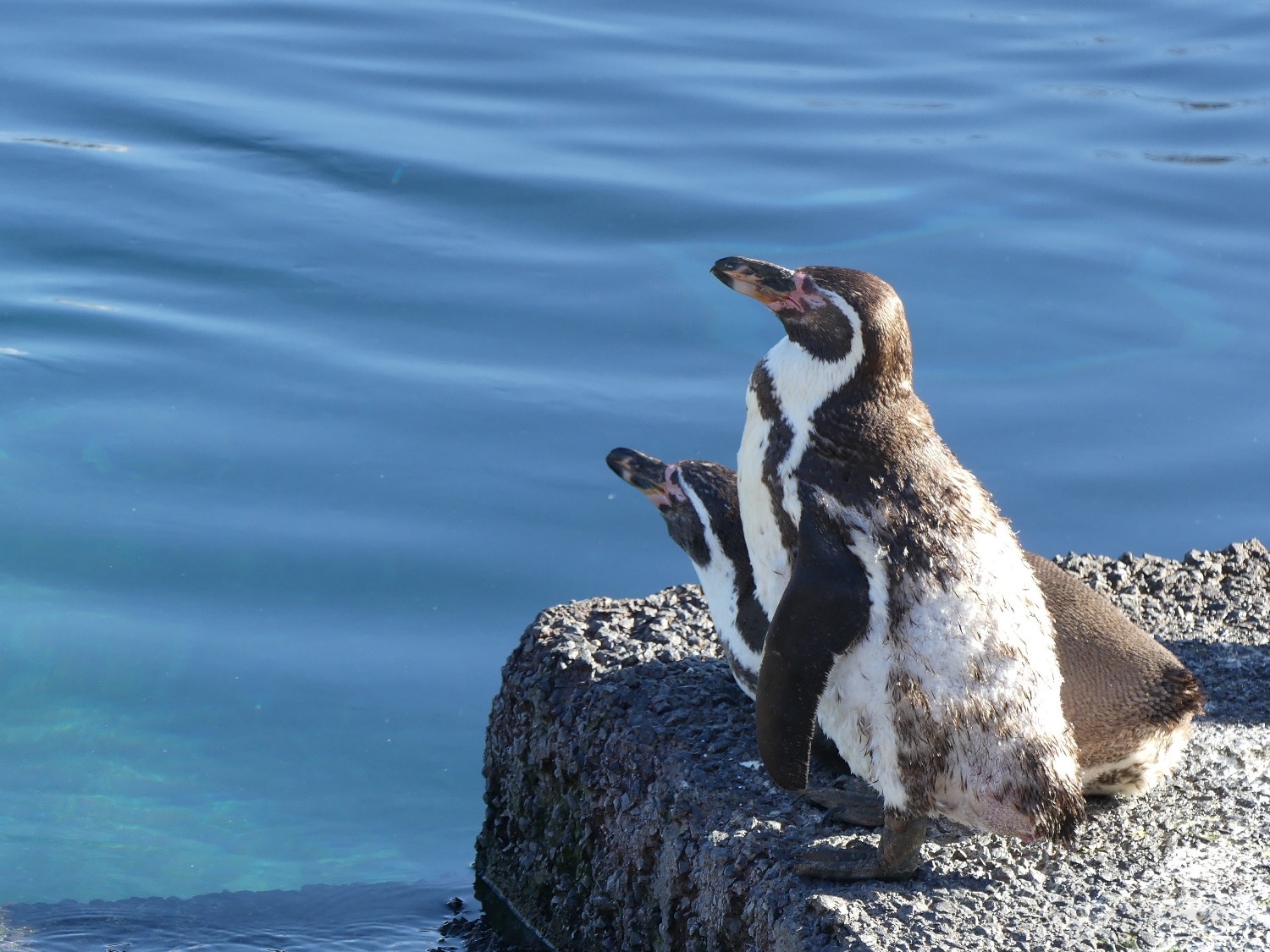 chasse aux œufs parc des oiseaux