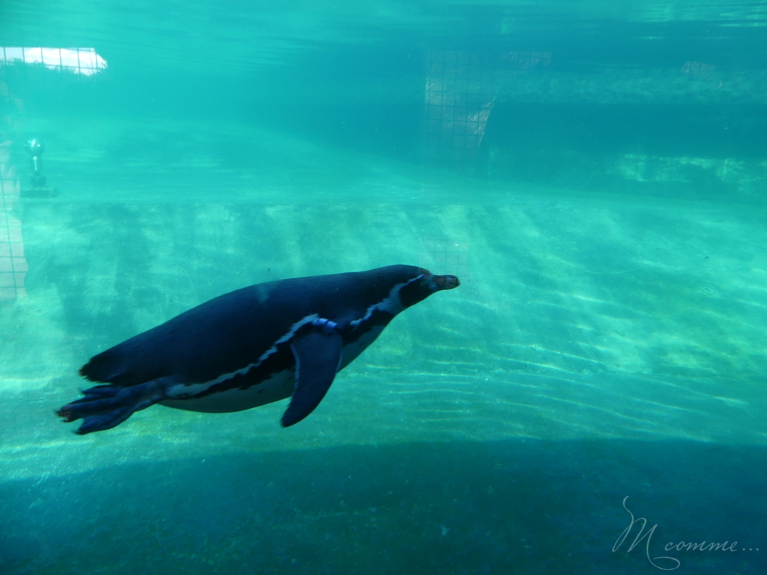 chasse aux œufs parc des oiseaux