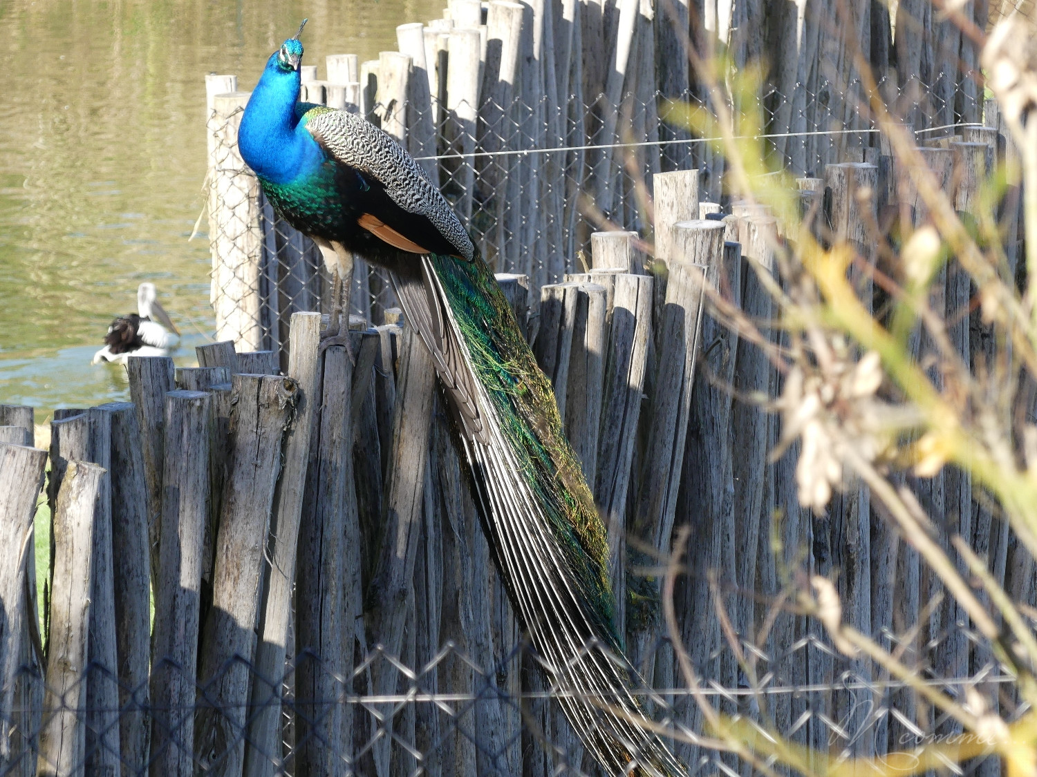 chasse aux œufs parc des oiseaux
