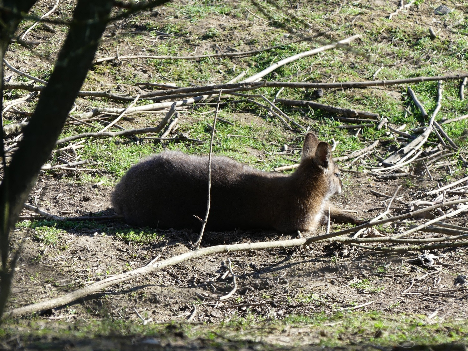 chasse aux œufs parc des oiseaux