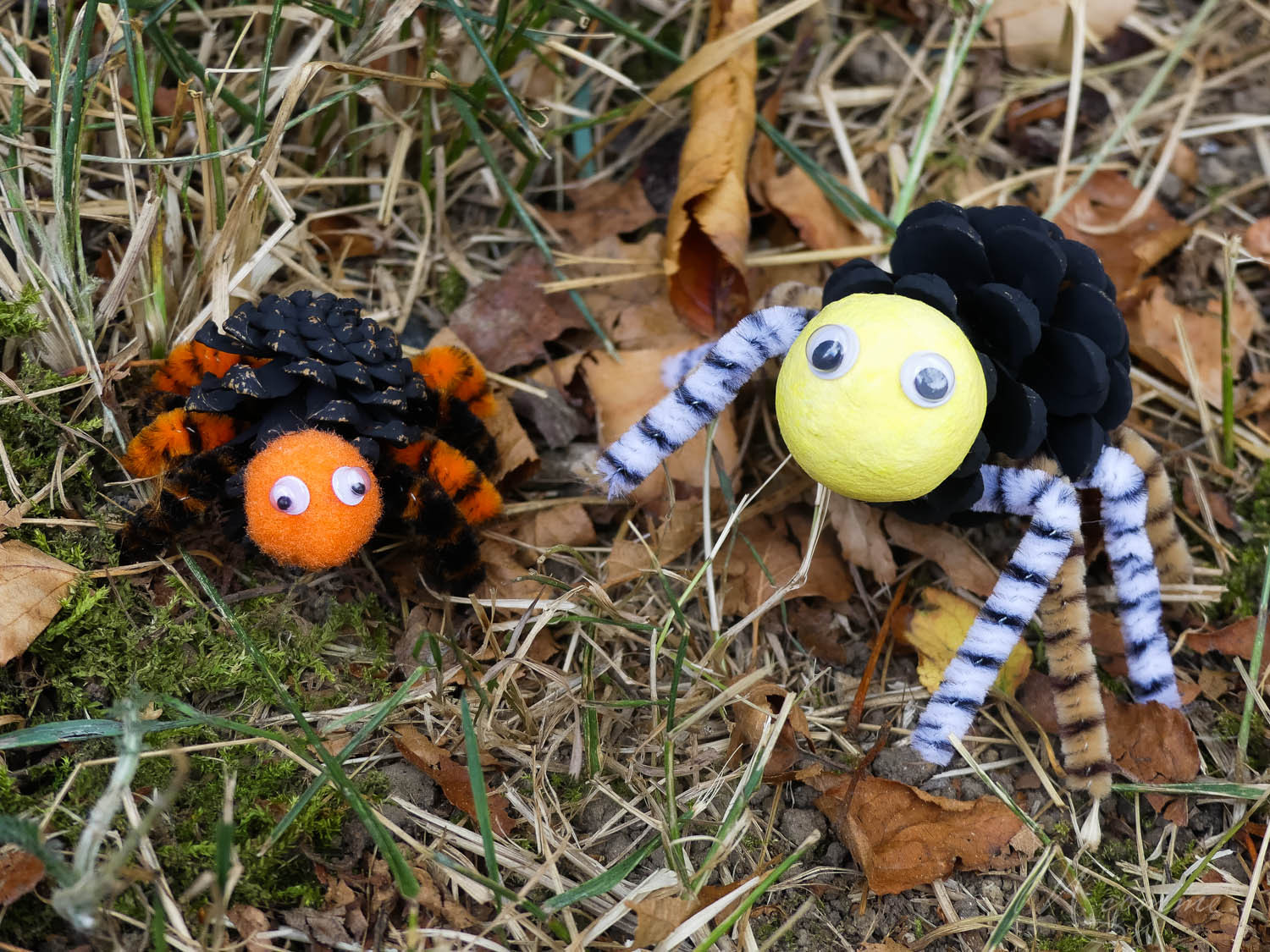 araignée pomme de pin