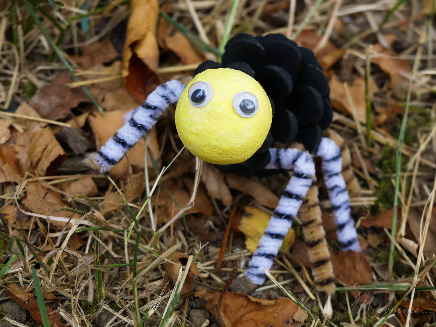 araignée pomme de pin