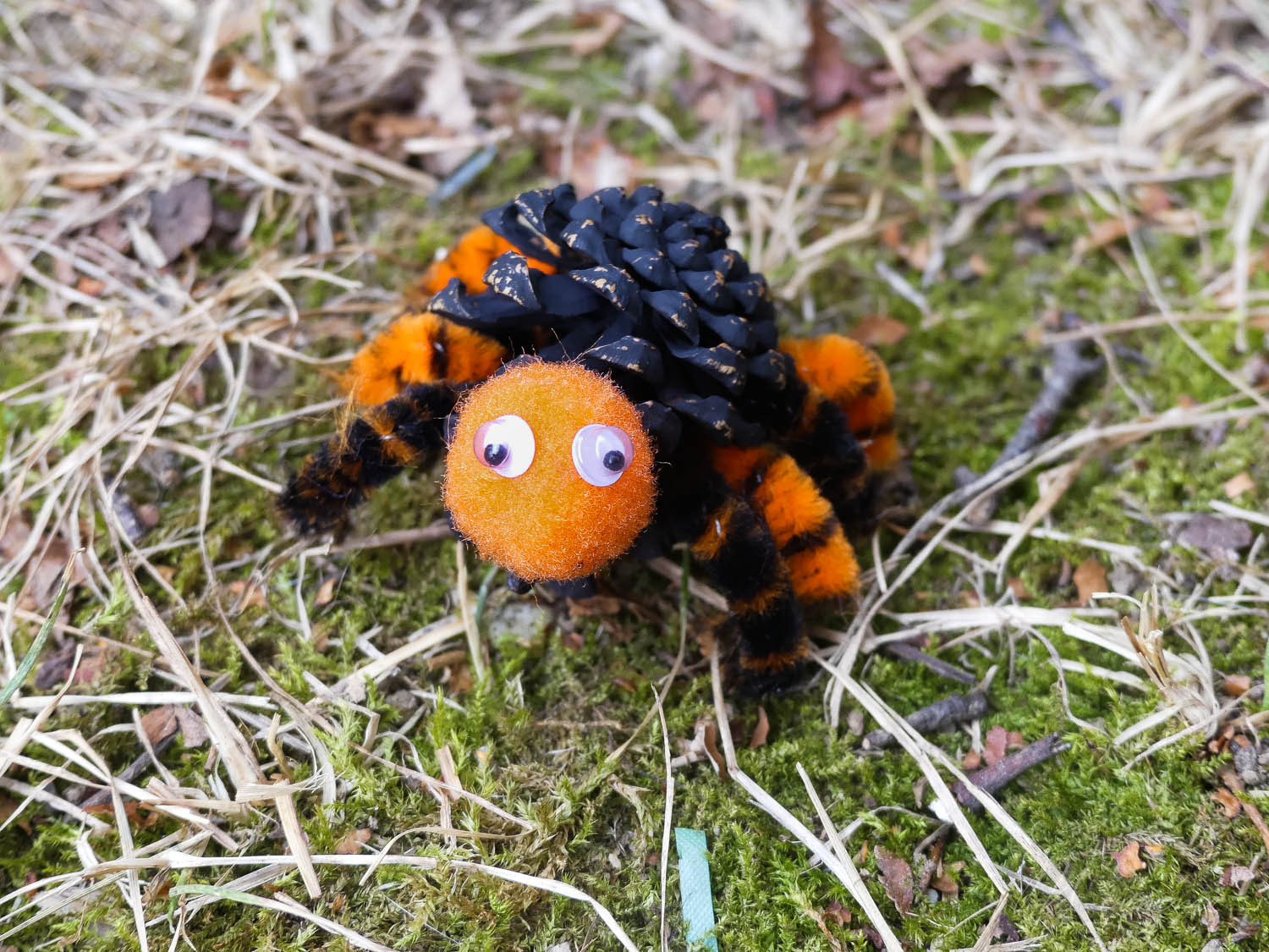 araignée pomme de pin