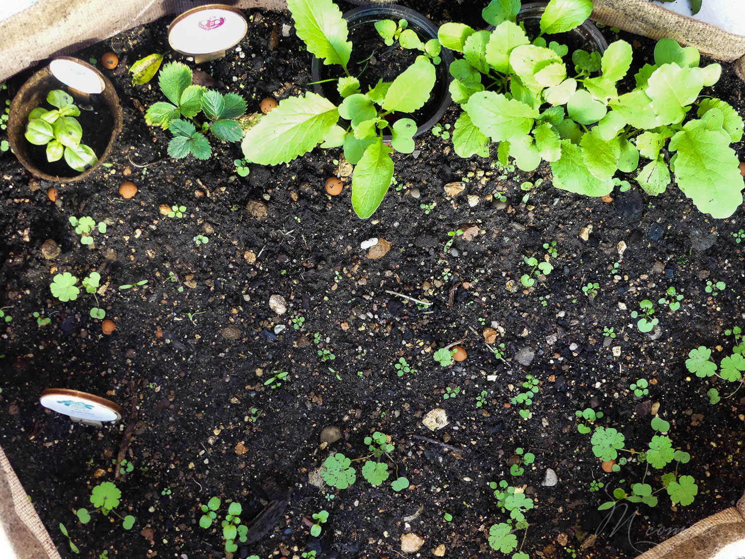 Faire un potager avec ses enfants pour les initier au plaisir de la terre, leur apprendre la patience et avoir la joie de découvrir ce qui sort de terre. #potager #enfants #bio #local #terre #apprentissage #culture potager enfant