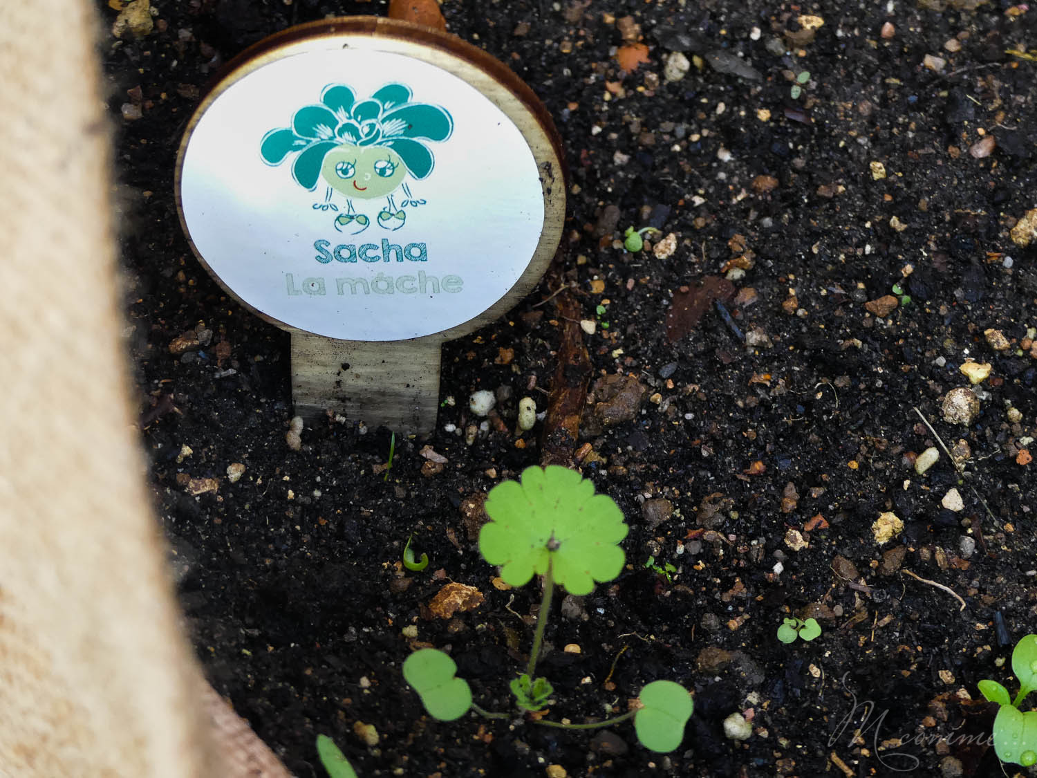 Faire un potager avec ses enfants pour les initier au plaisir de la terre, leur apprendre la patience et avoir la joie de découvrir ce qui sort de terre. #potager #enfants #bio #local #terre #apprentissage #culture potager enfant