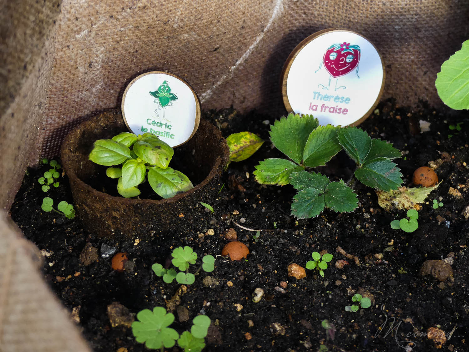 Faire un potager avec ses enfants pour les initier au plaisir de la terre, leur apprendre la patience et avoir la joie de découvrir ce qui sort de terre. #potager #enfants #bio #local #terre #apprentissage #culture potager enfant