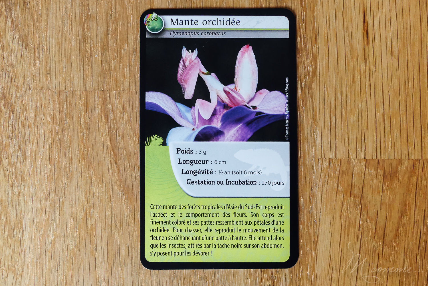 Défis nature de Bioviva est une collection de jeux de cartes qui s’apparente à un jeu de bataille. Educatif, ce jeu sensibilise les enfants aux animaux et à la beauté du monde en s’amusant. Découvrez les rois du camouflage, les dinosaures et l’espace. #curiosité #bioviva #jeu #apprentissage #nature #animaux #decouverte #sensibilisation #jeudesociete #jeudesocieteenfants #jeudecartes #jeudecartesenfants jeu défis nature les rois du camouflage bioviva