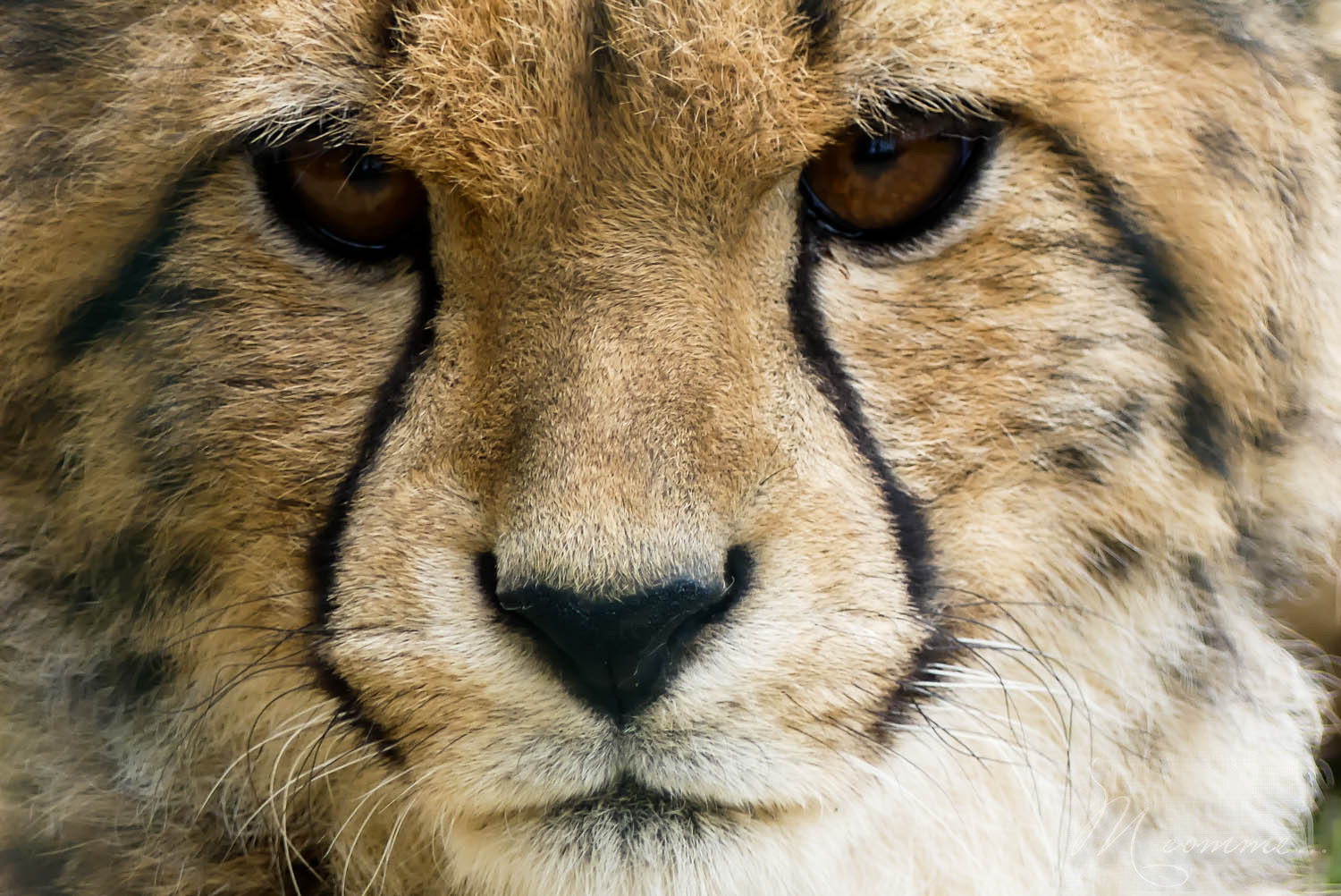 Je vous emmène au zoo La Boissière du Doré, à 30 minutes de Nantes, en Loire-Atlantique, pour une sortie familiale, à la rencontre des animaux de ce parc. Un écrin de verdure, pour une jolie balade ludique !