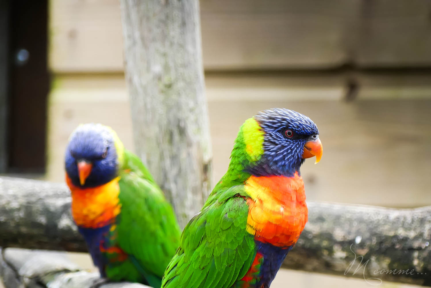 loriquets zoo la boissiere du dore
