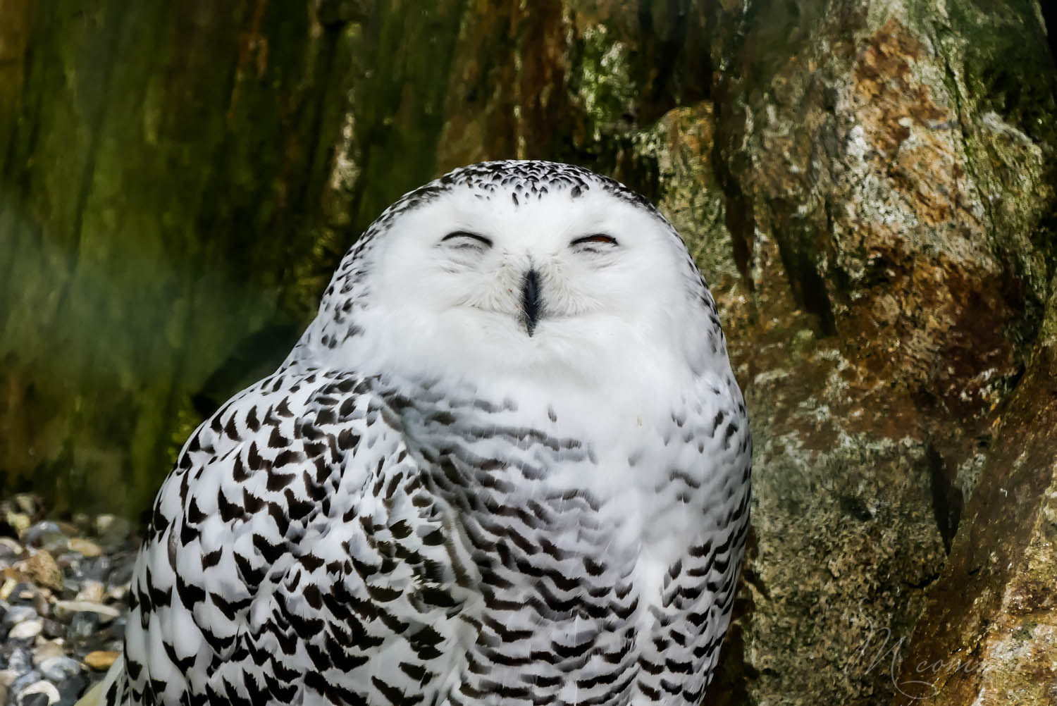 harfang des neiges zoo la boissiere du dore