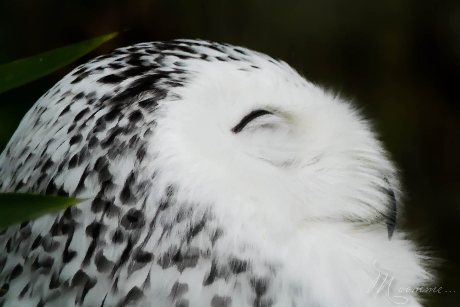 harfang des neiges zoo la boissiere du dore