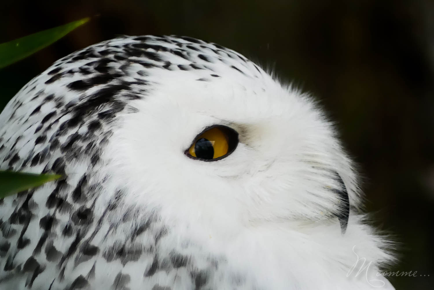 harfang des neiges zoo de la boissiere du dore