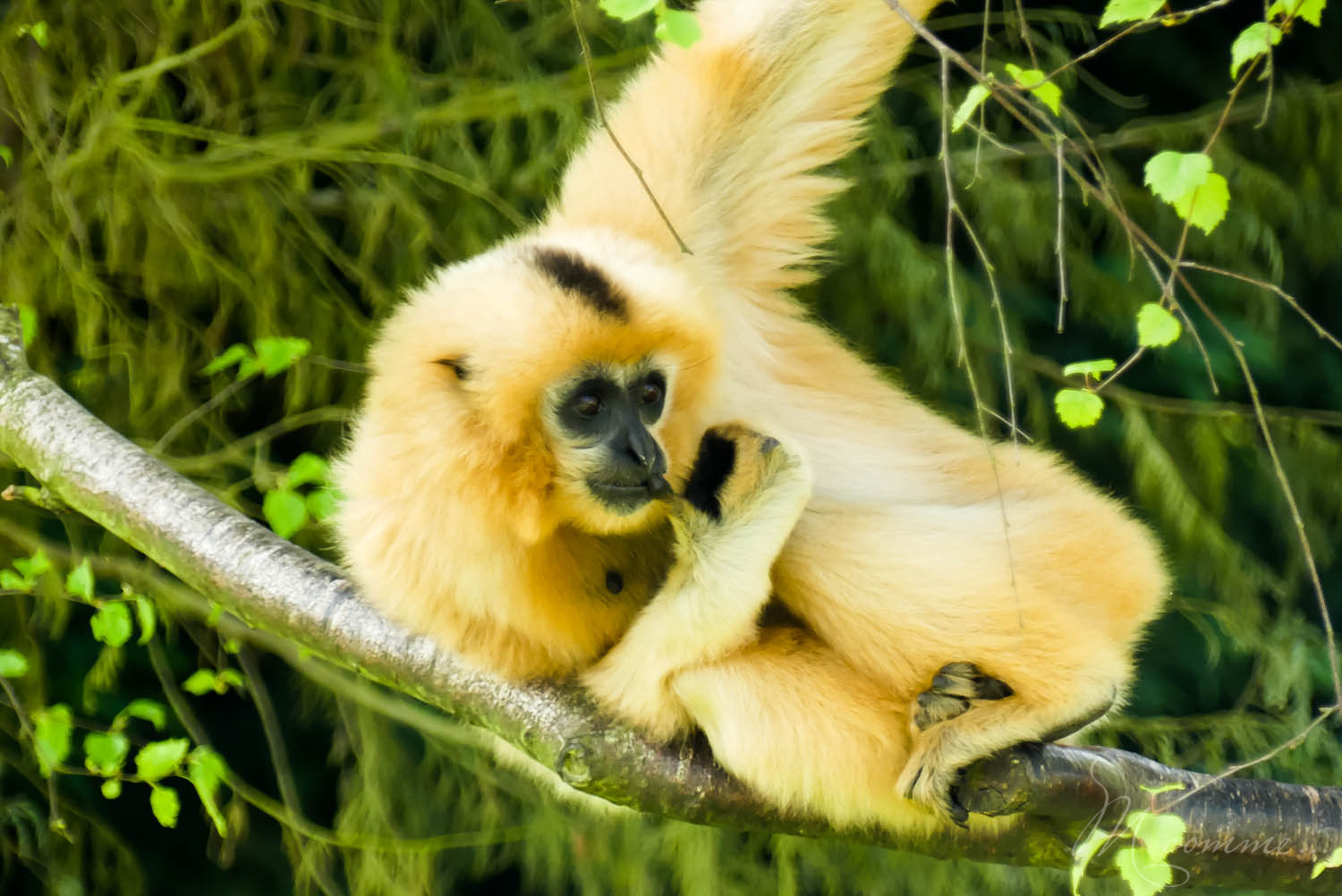 singe zoo la biossiere du dore