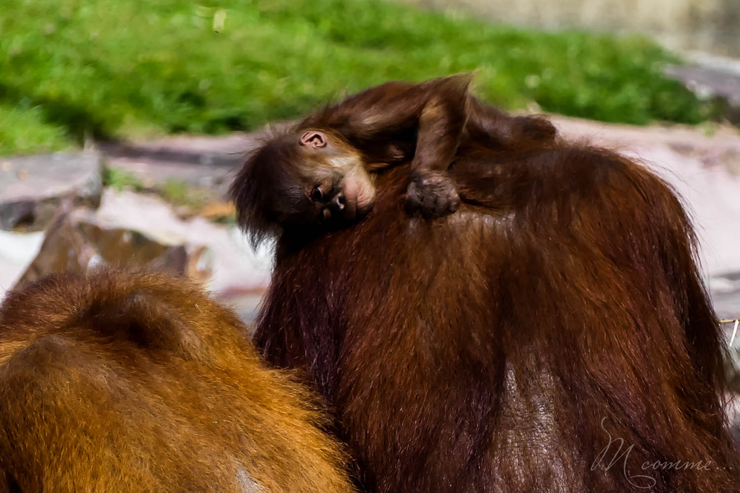 orang outan zoo la boissiere du dore