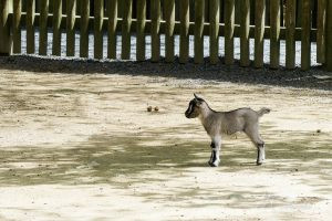 mini ferme zoo la boissiere du dore