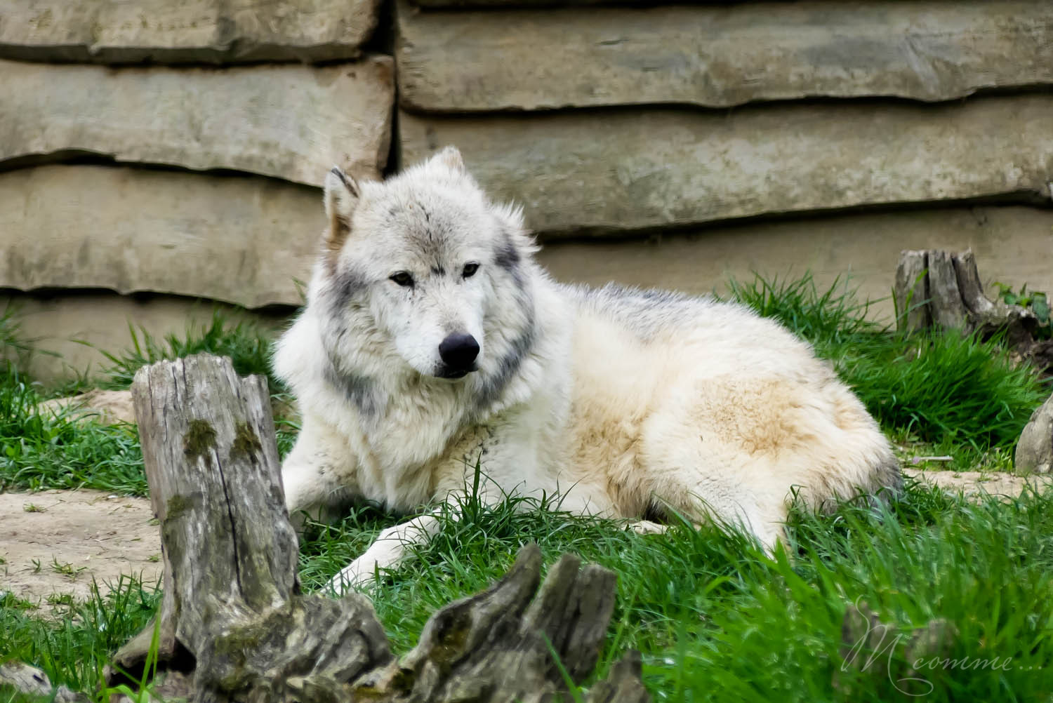 loup zoo la boissiere du dore