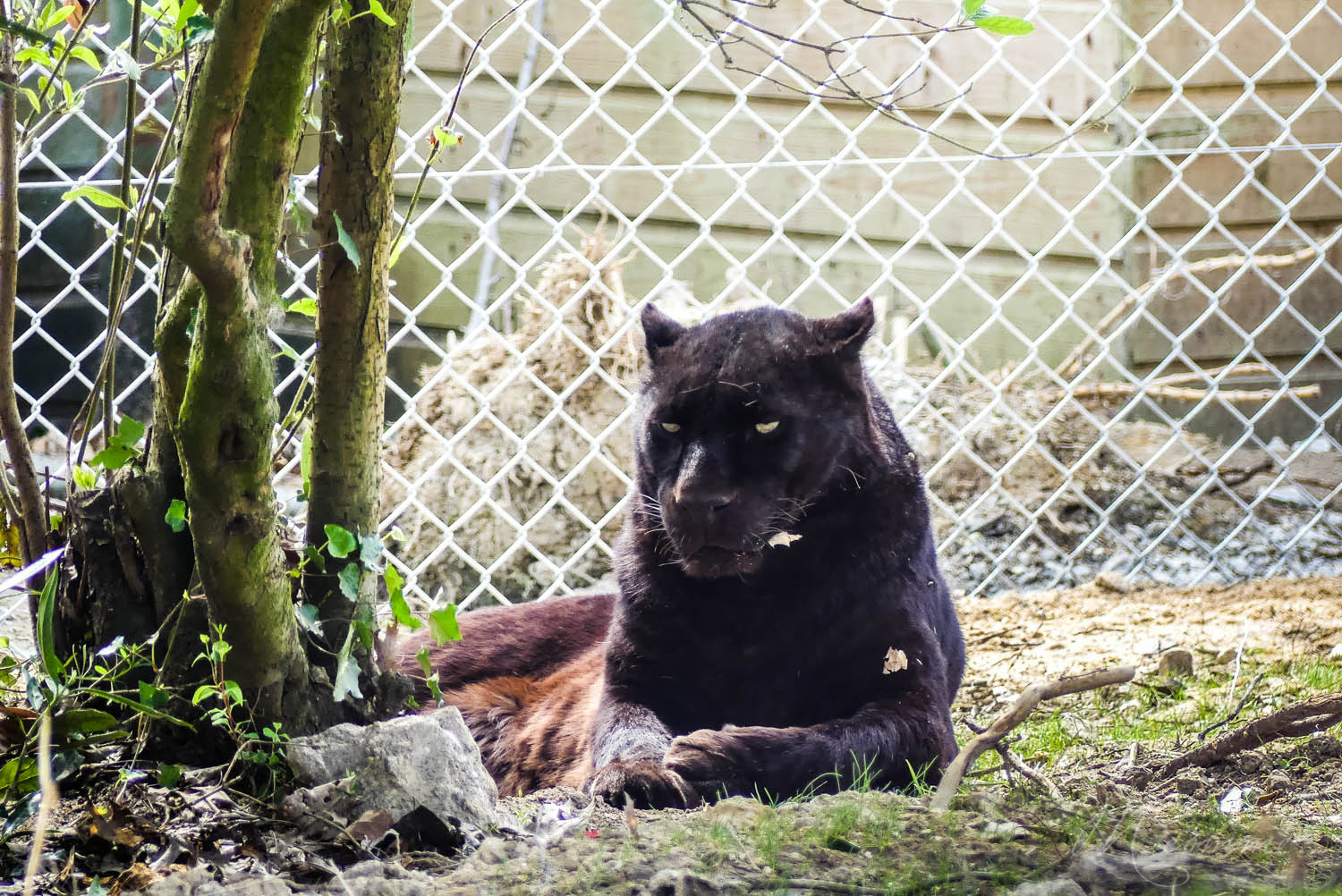 panthere noire zoo la boissiere du dore