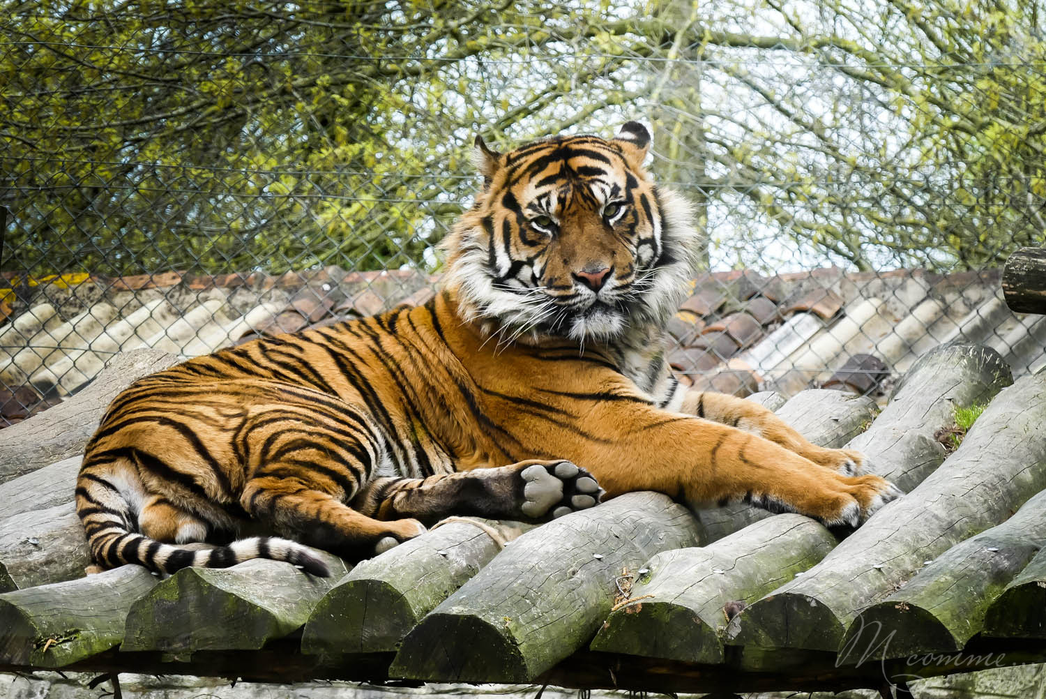 tigre zoo la boissiere du dore