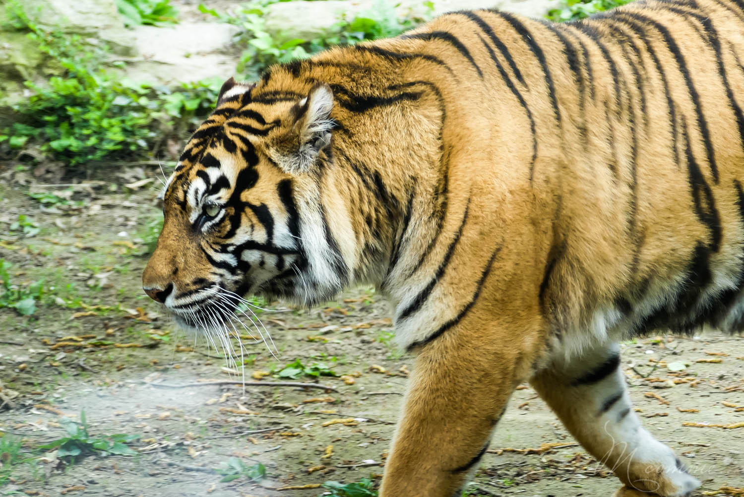 tigre zoo la boissiere du dore