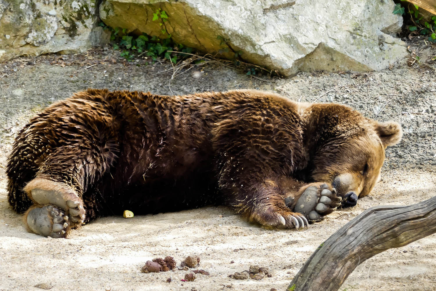 ours zoo la boissiere du dore