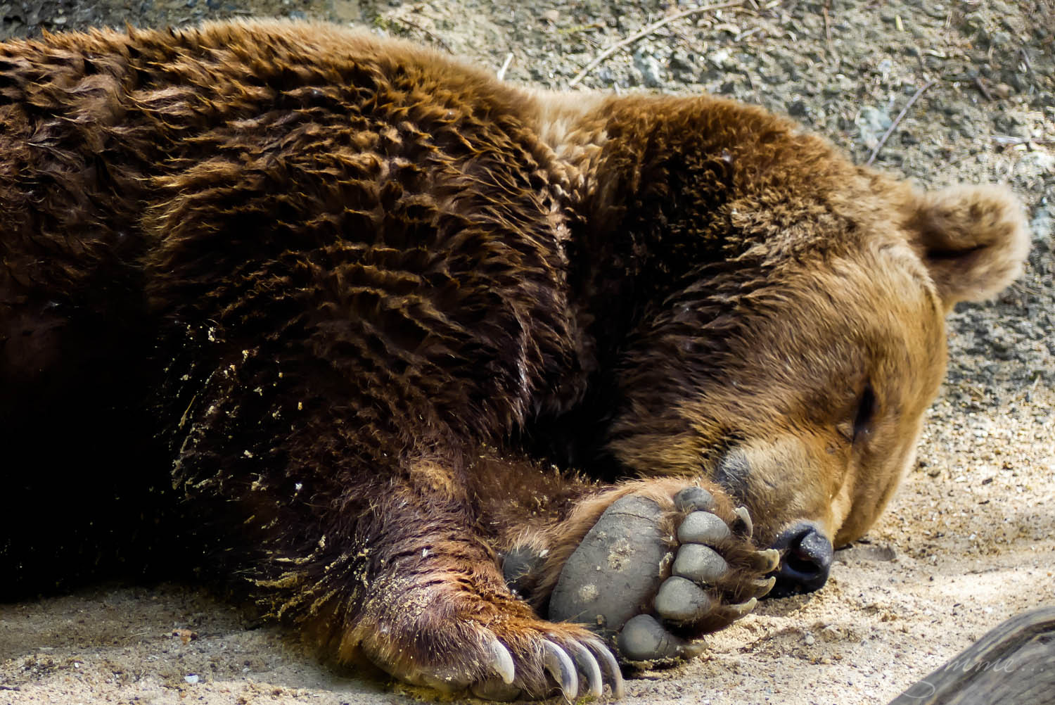 ours zoo la boissiere du dore