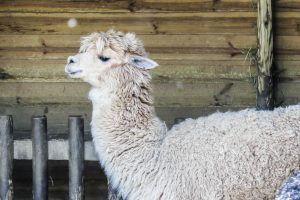 mini ferme zoo la boissiere du doré