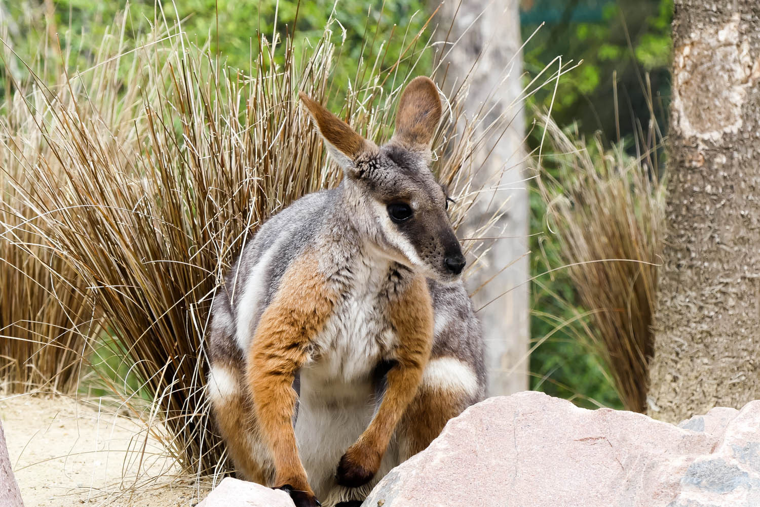wallaby zoo la boissiere du dore
