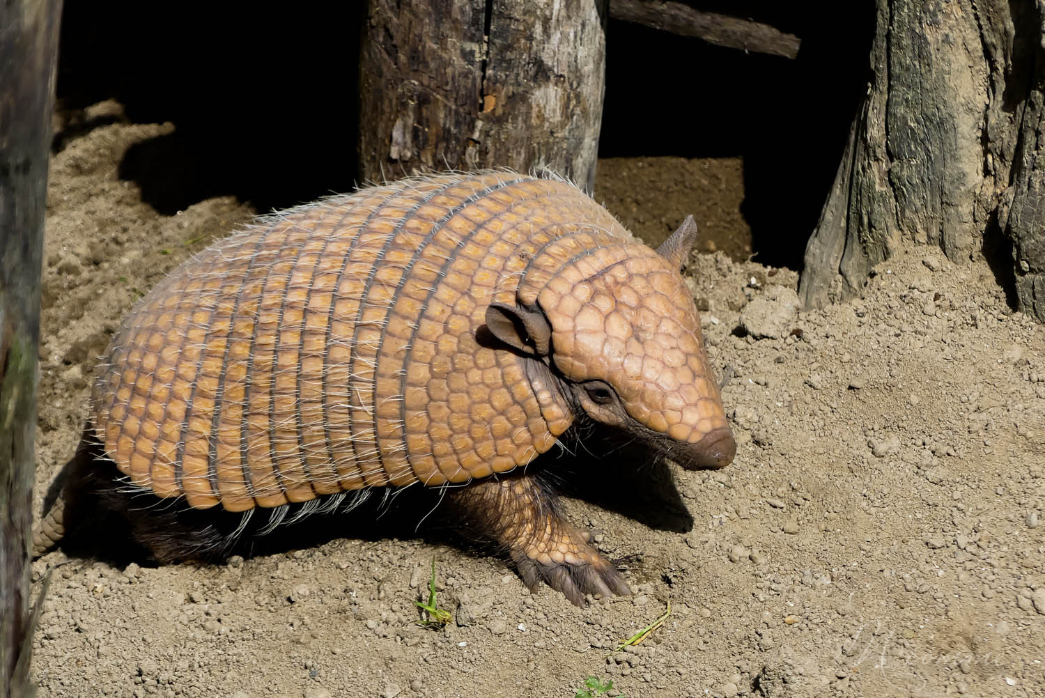 tatou zoo la boissiere du dore