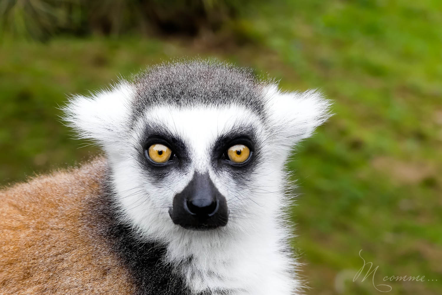 maki kata zoo la boissiere du dore