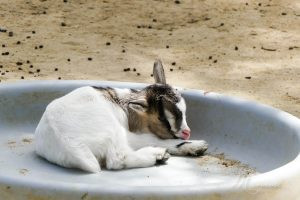 mini ferme zoo la boissiere du dore