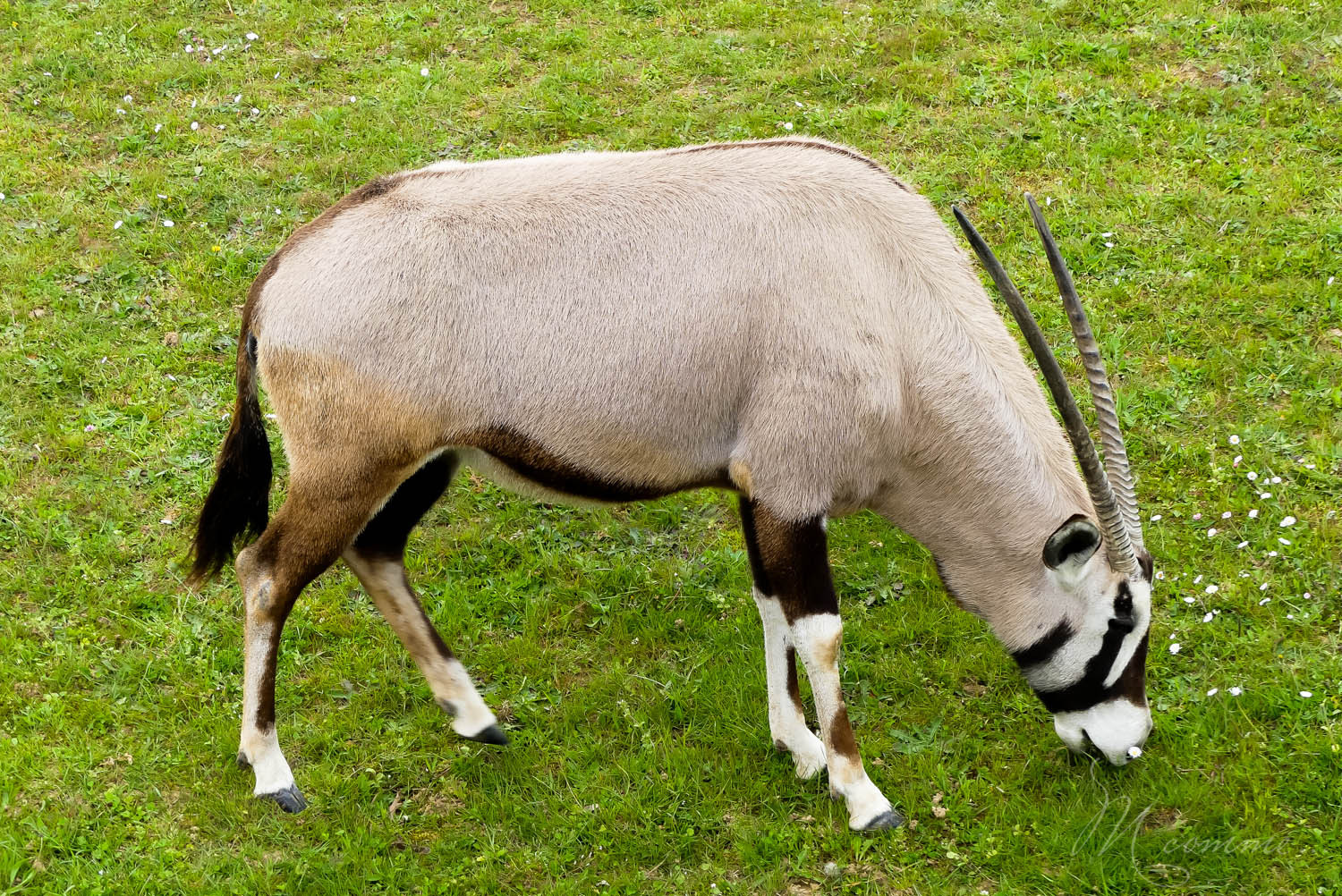plaine africaine zoo la boissiere du dore