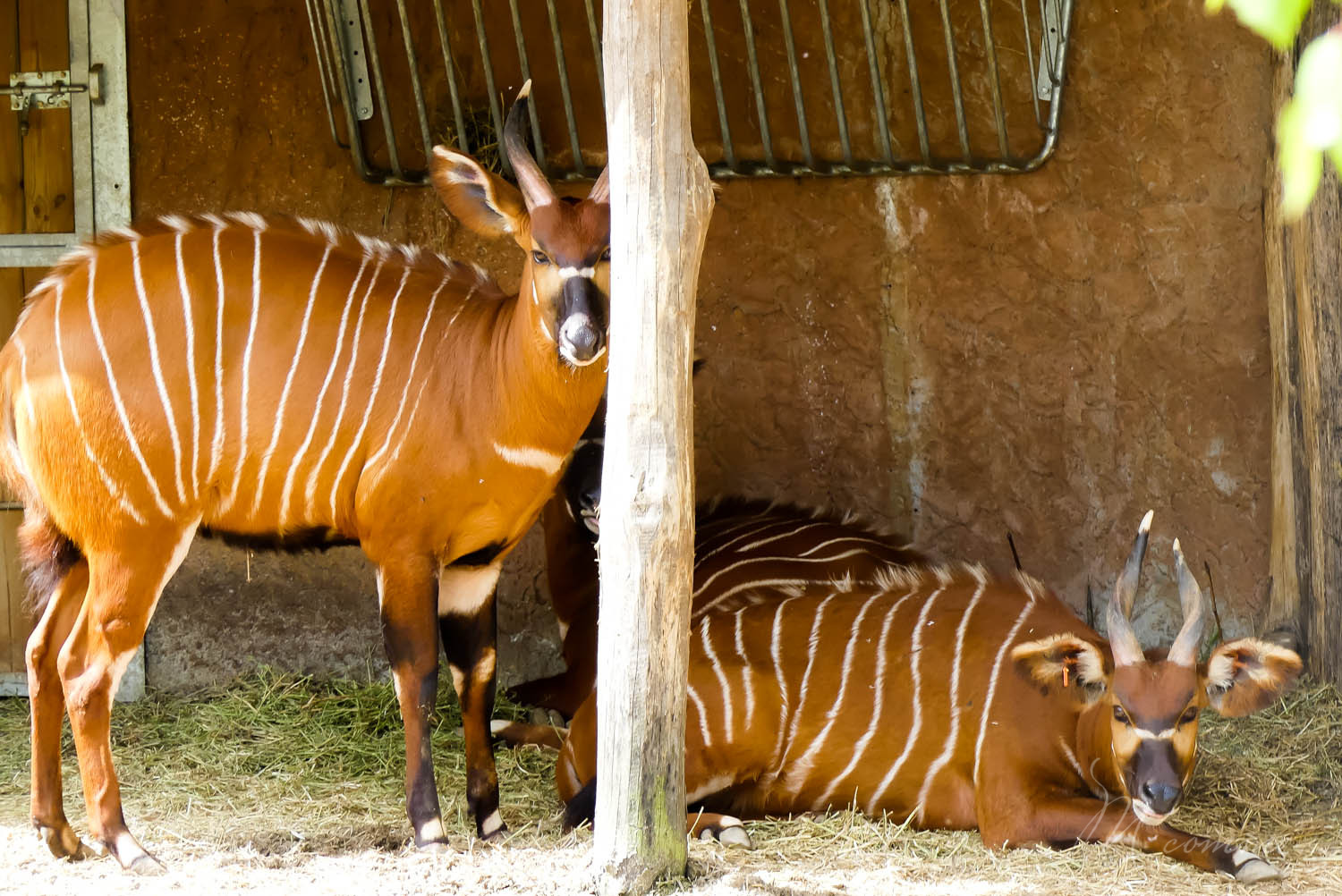 plaine africaine zoo la boissiere du dore