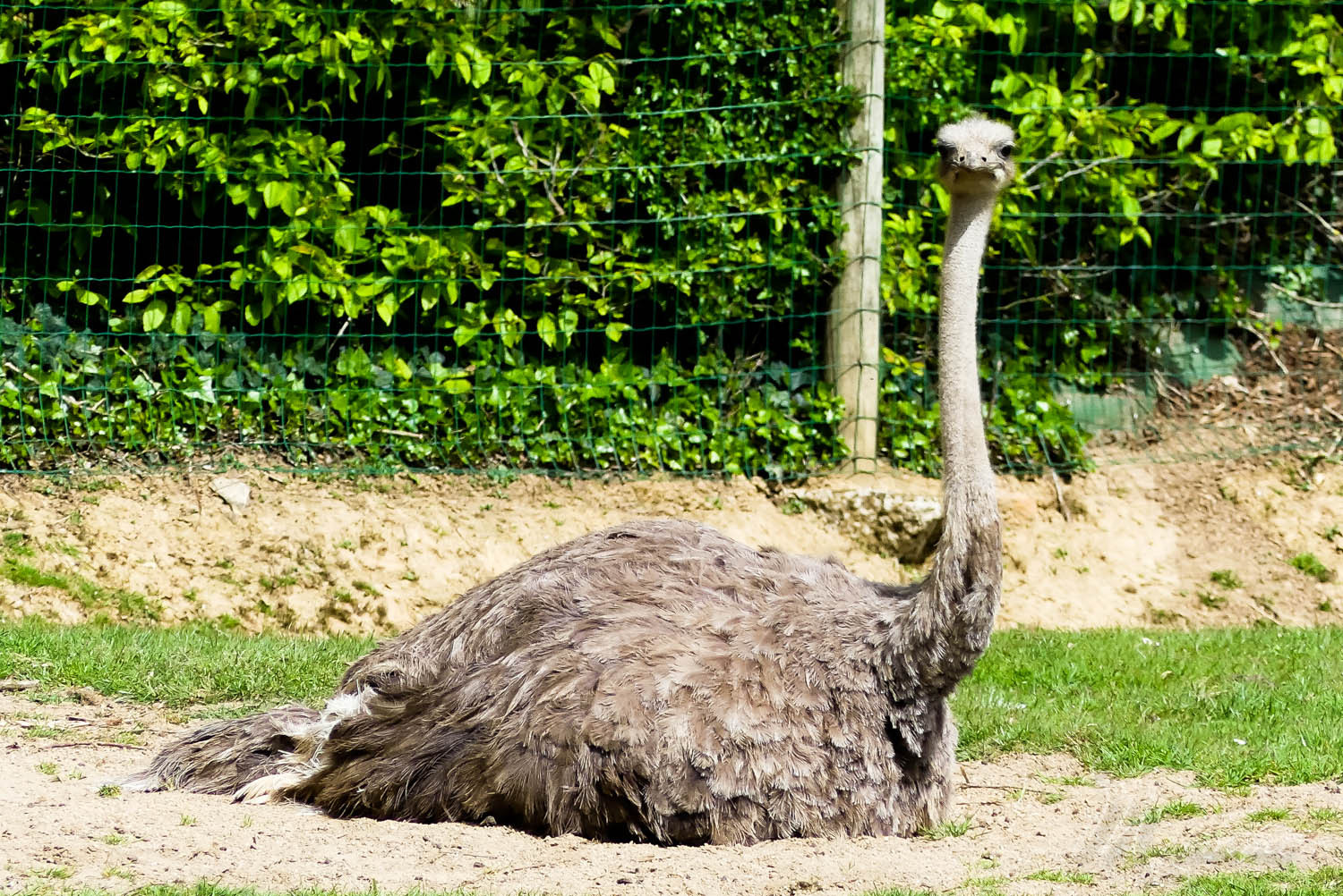 autruche zoo la boissiere du dore