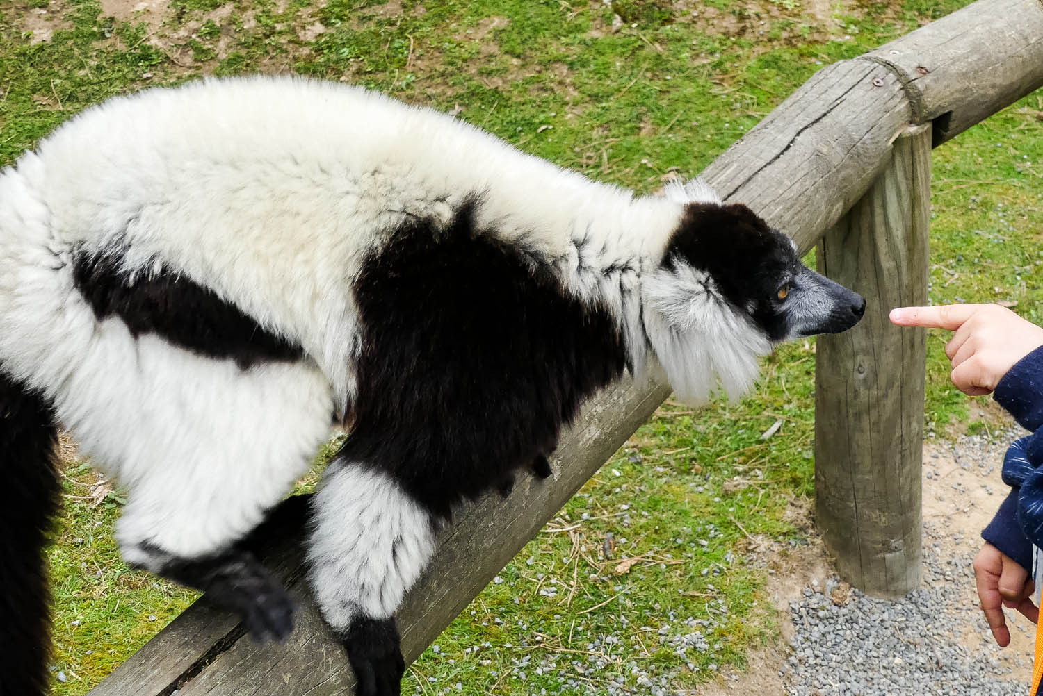 animaux en semi liberté zoo la boissiere du dore