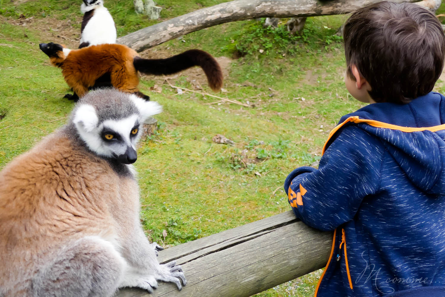 animaux semi liberte zoo la biossiere du dore