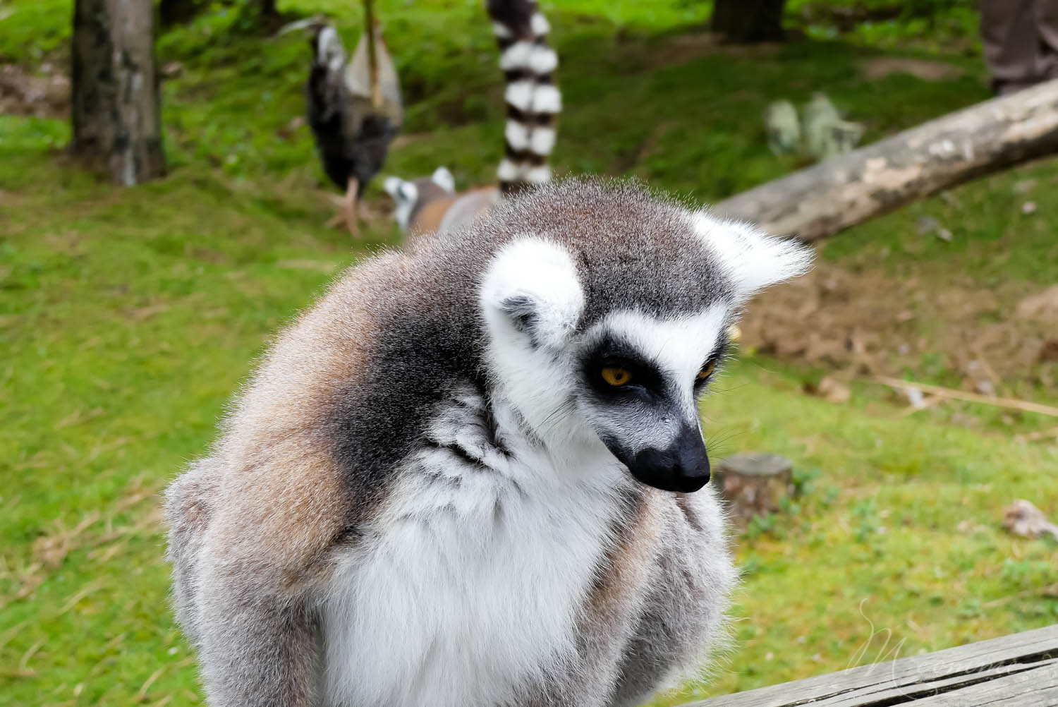 animaux en semi liberté zoo la boissiere du dore