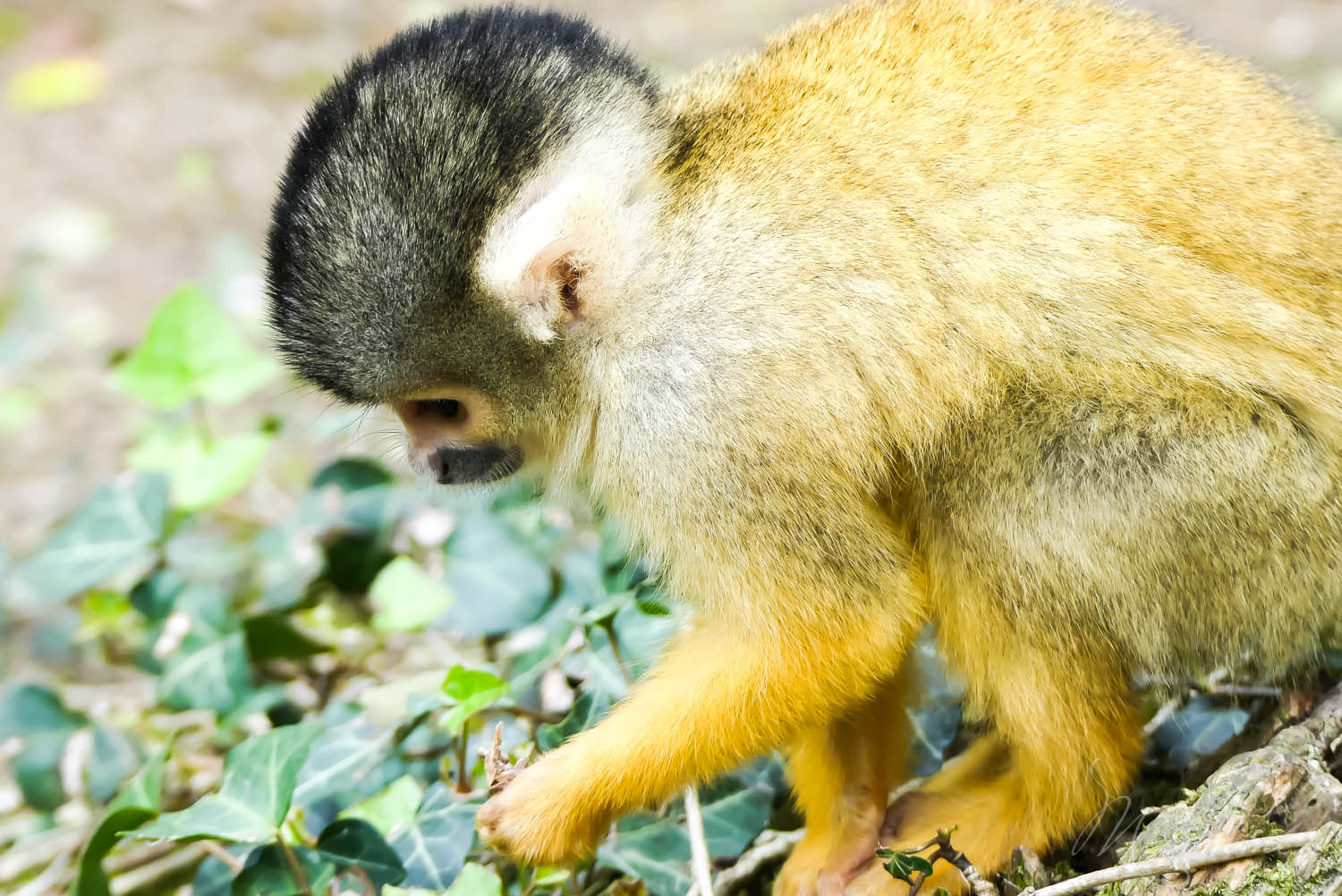 singes zoo la boissiere du dore