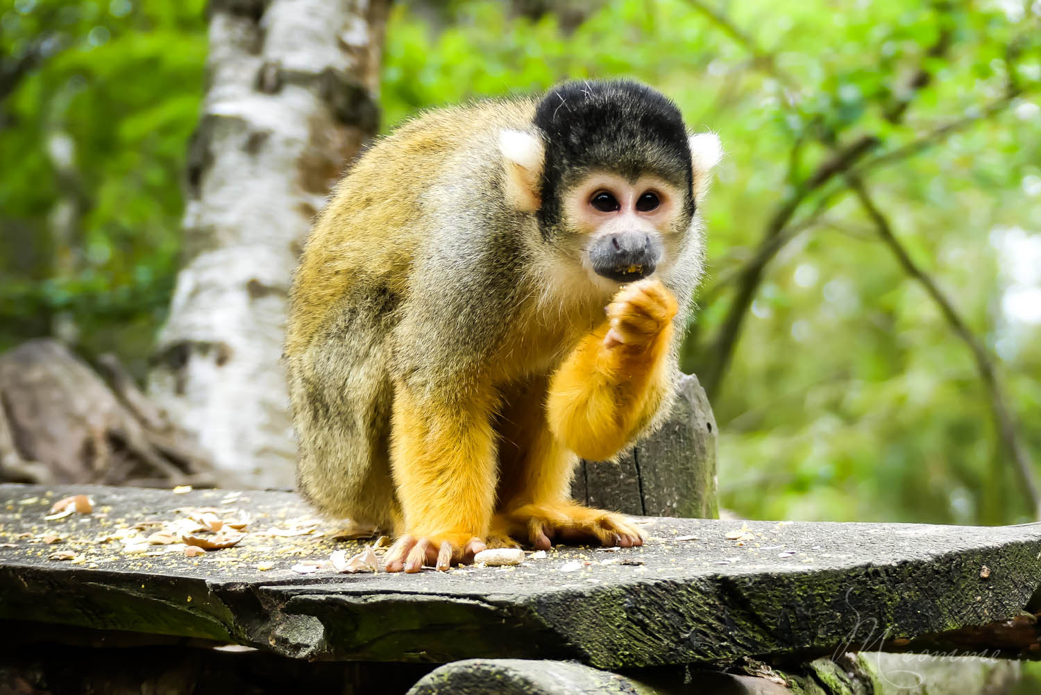 singes semi liberte zoo la boissiere du dore