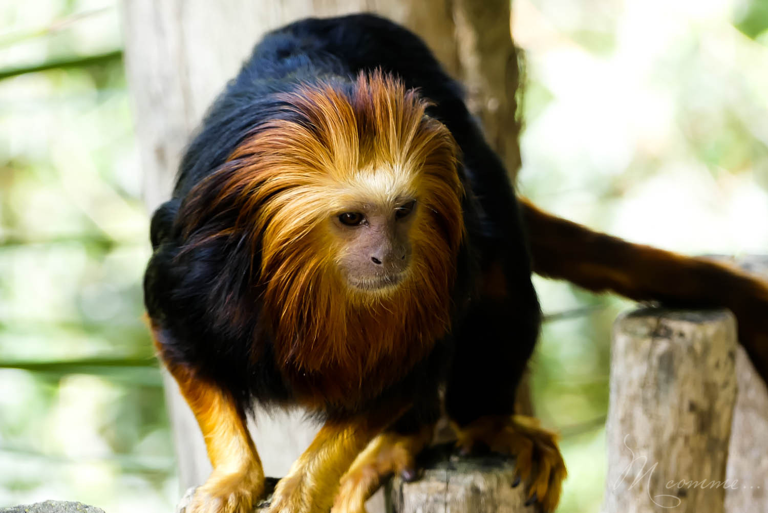 singe zoo la boissiere du dore