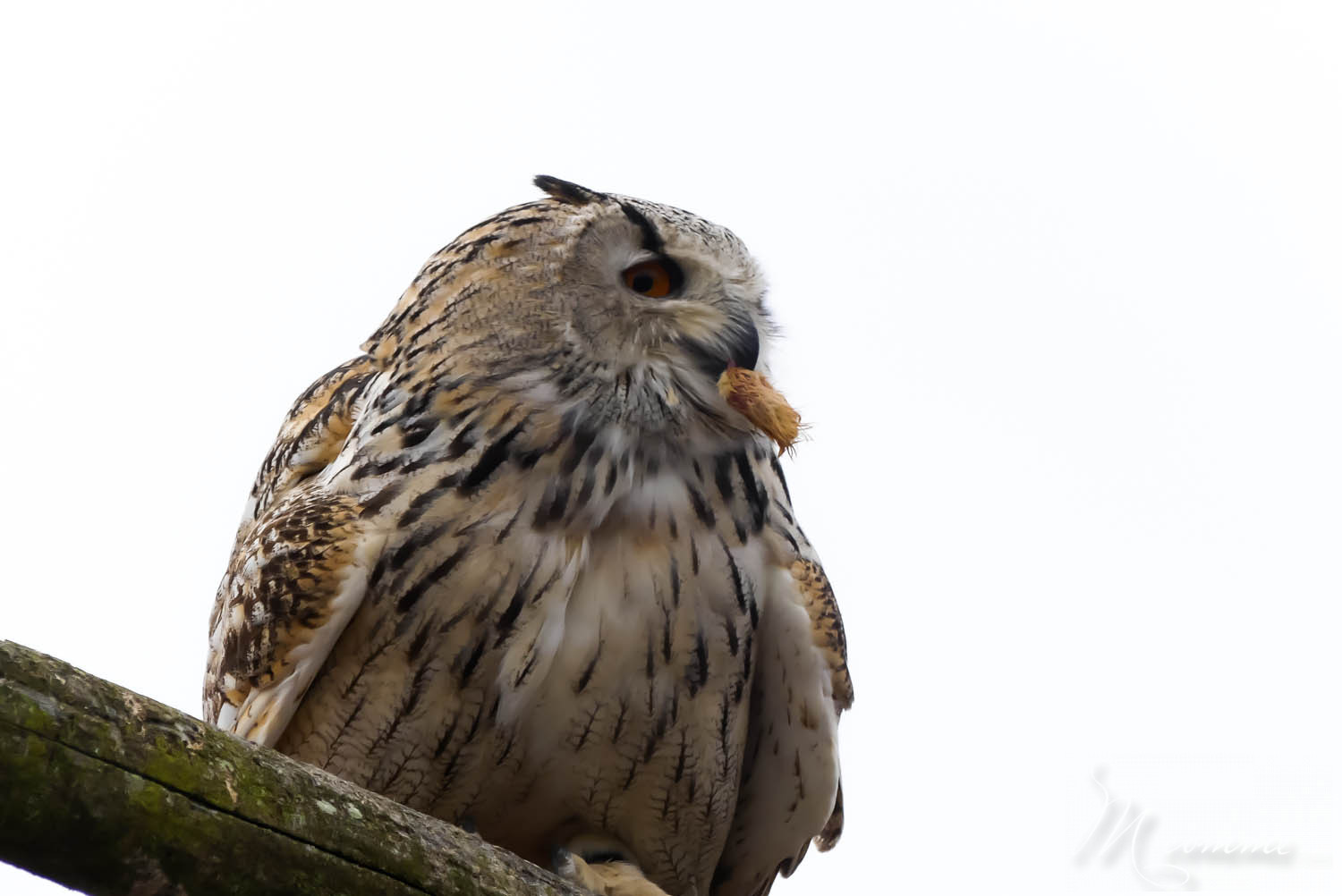 spectacle oiseaux zoo la boissiere du dore