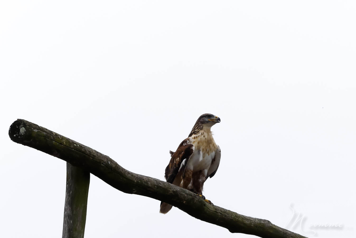 spectacle oiseaux zoo la boissiere du dore